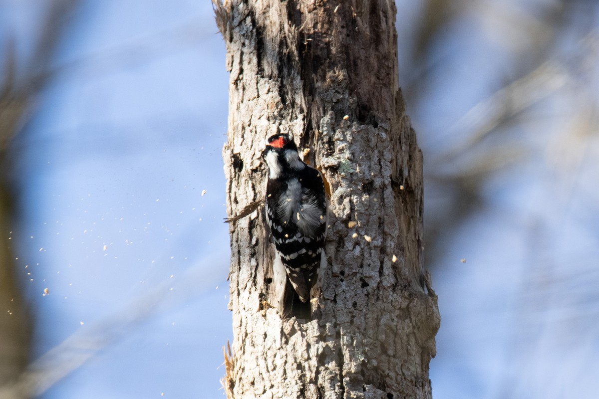 Downy Woodpecker - ML295706131