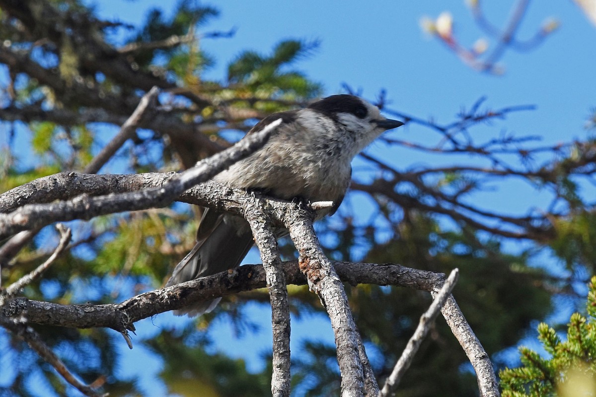 Canada Jay - ML29570661