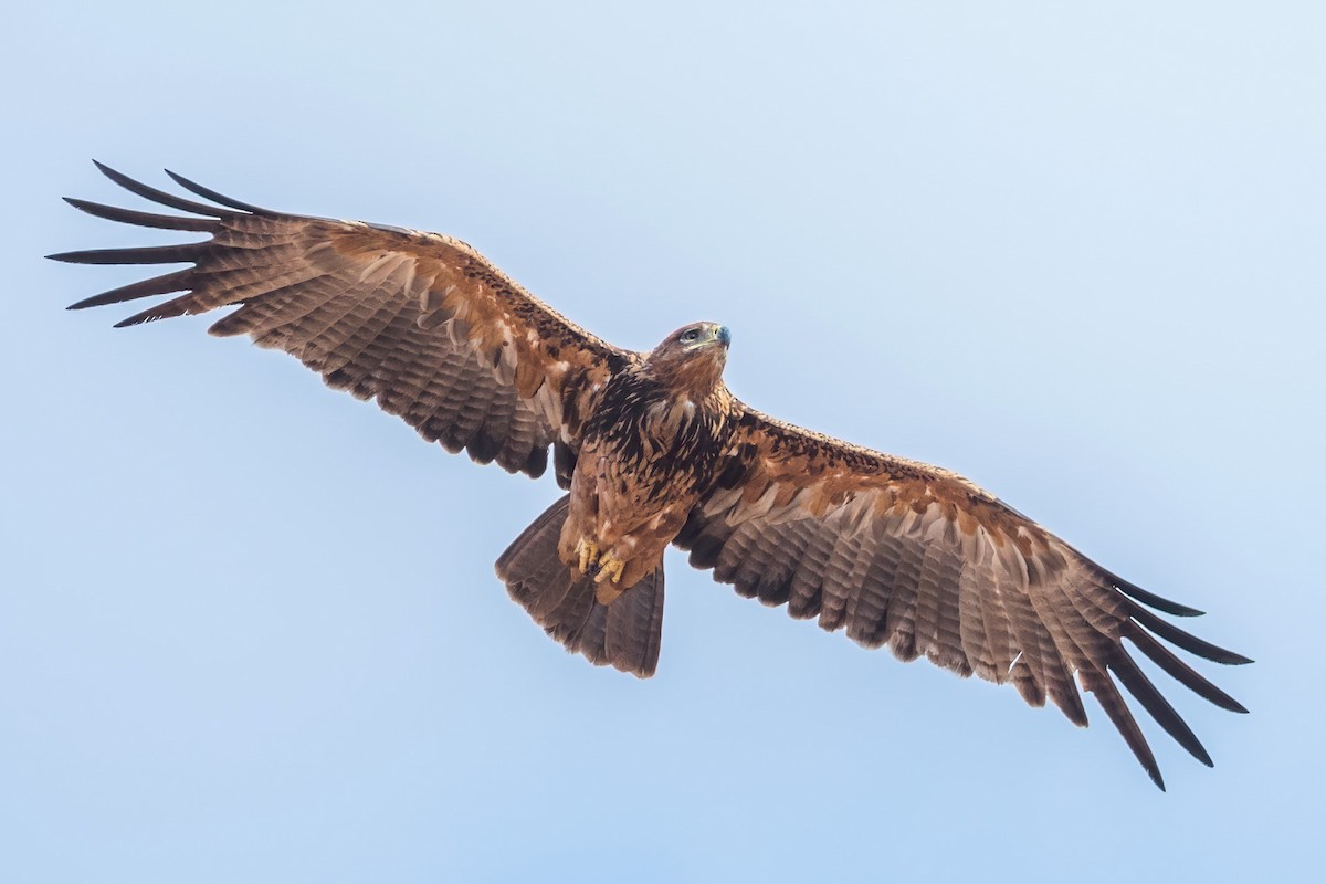 Tawny Eagle - ML295706871