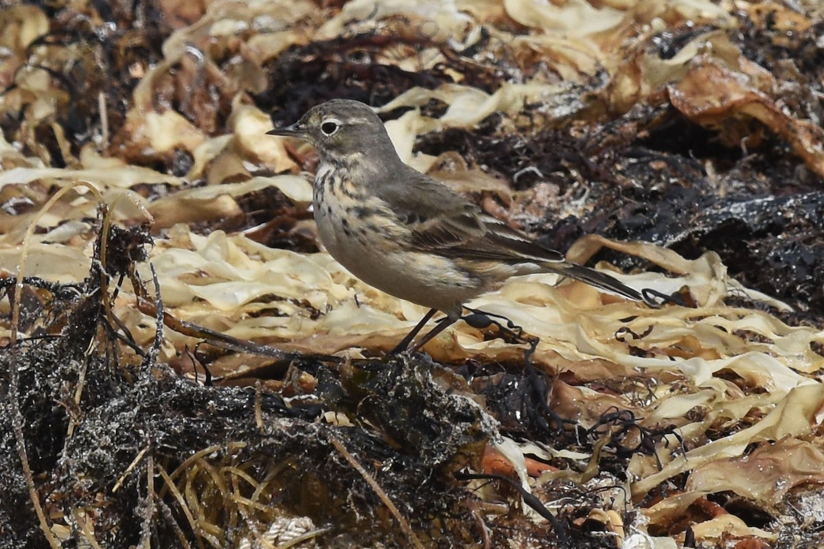 Pipit d'Amérique - ML29570691