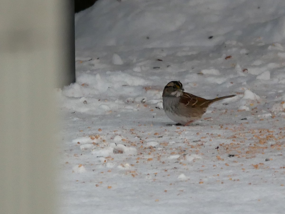 White-throated Sparrow - Gérard  Viens