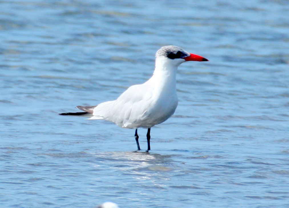 Caspian Tern - ML29571121