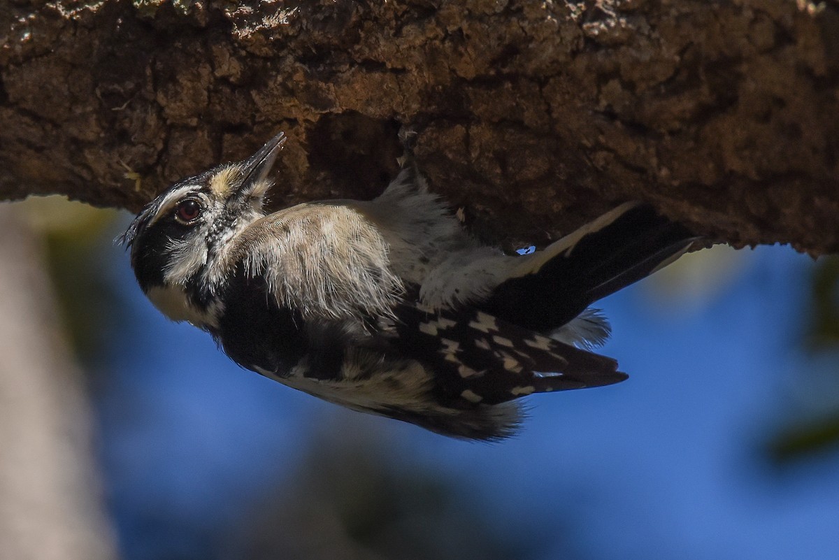 Downy Woodpecker - ML295714111