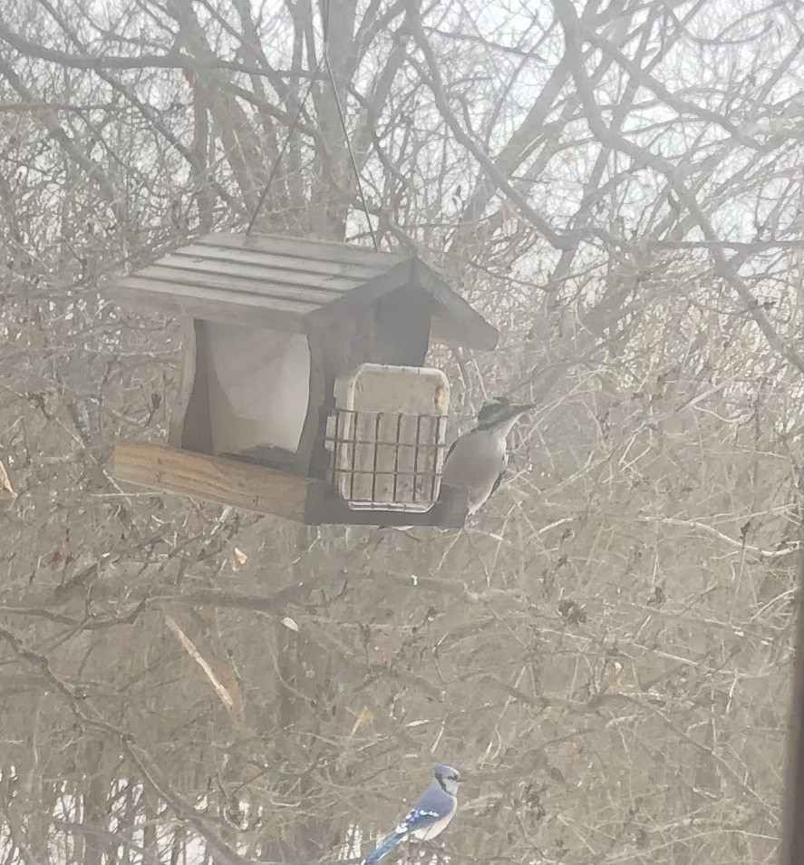 Hairy Woodpecker - ML295714371