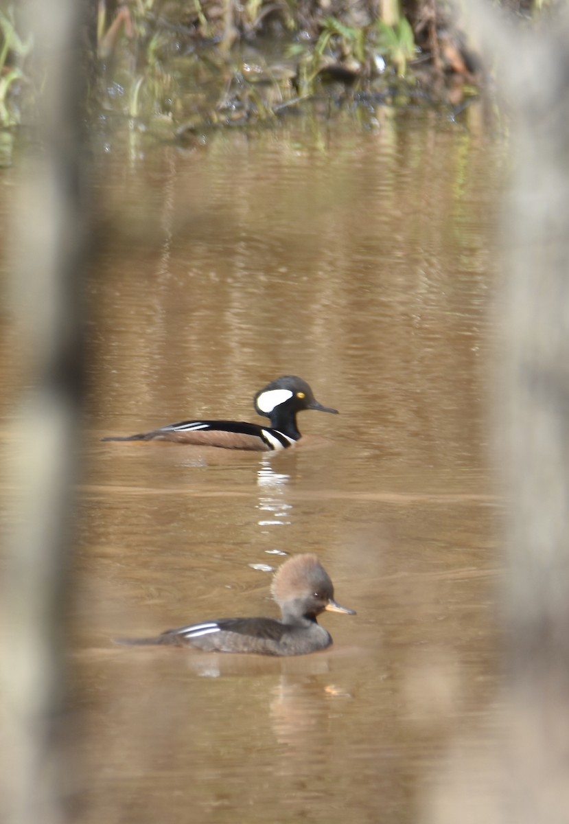 Hooded Merganser - ML295721751