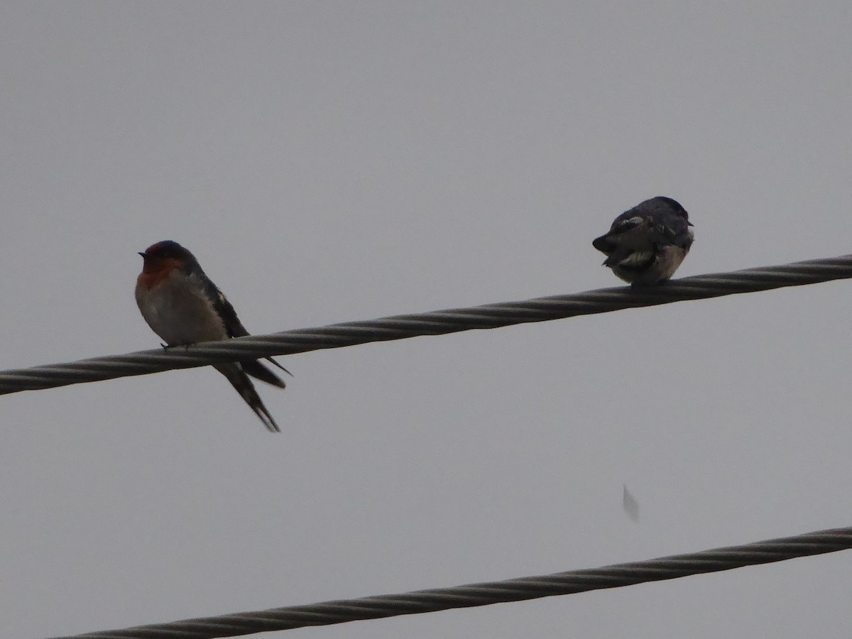 Welcome Swallow - ML295724741