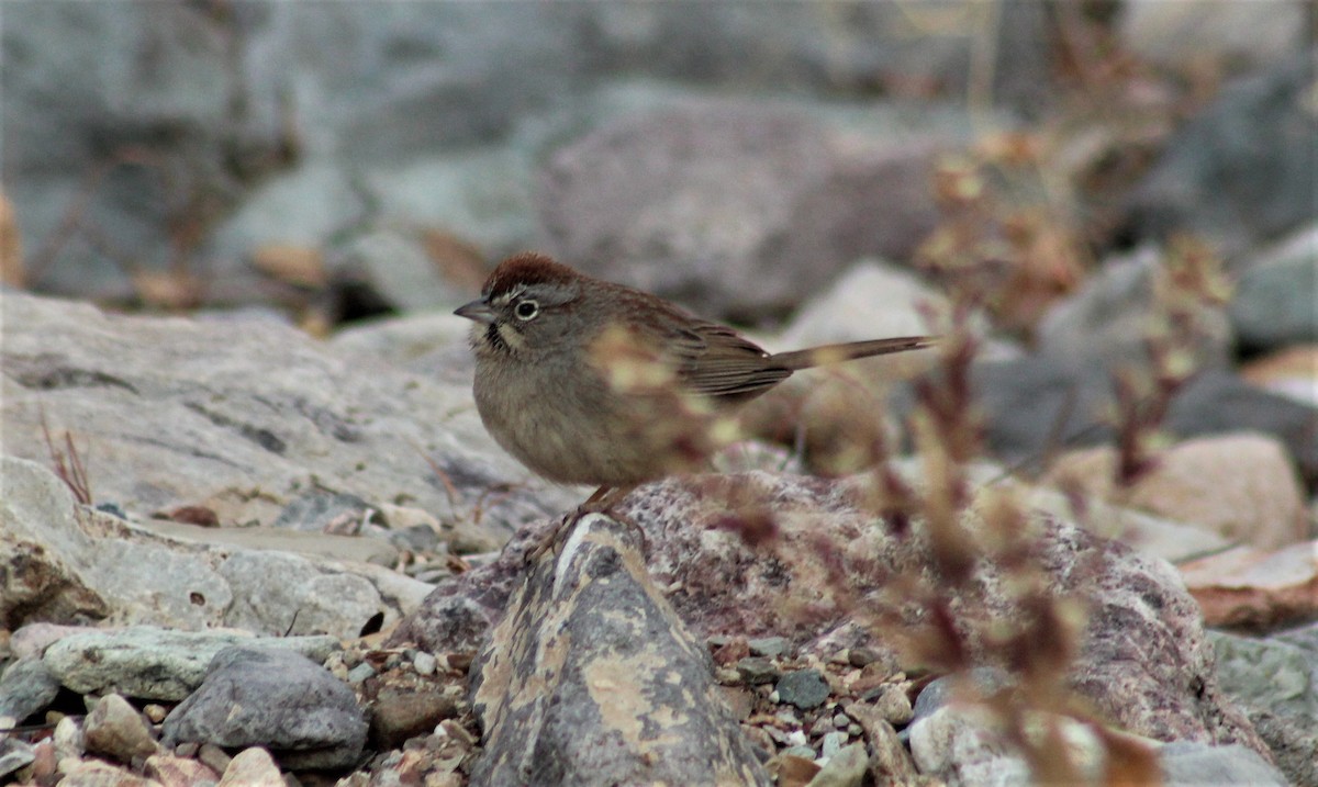 Rufous-crowned Sparrow - ML295726691