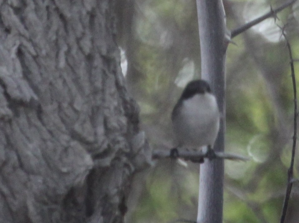 Lesser Whitethroat (curruca/blythi) - ML295728801