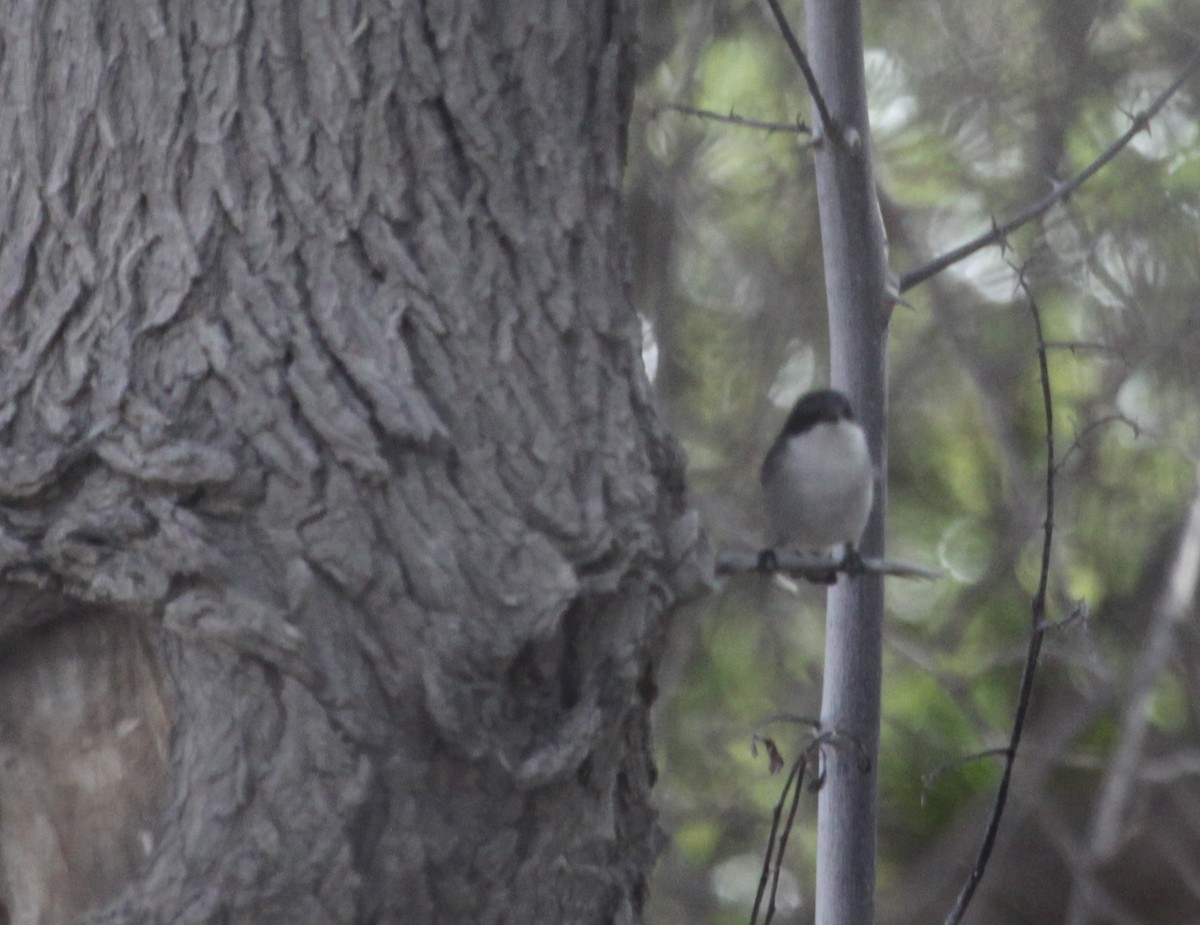 Lesser Whitethroat (curruca/blythi) - ML295728841