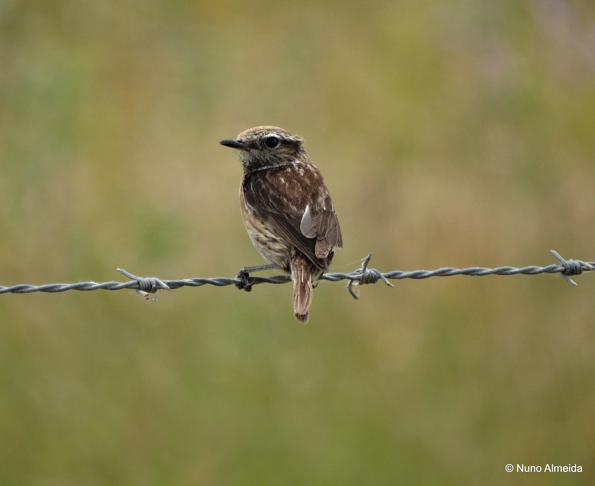 Tarabilla Europea - ML29573041