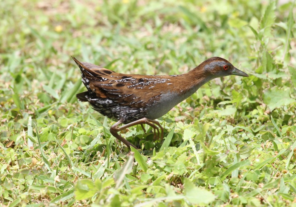 Baillon's Crake - ML295731931