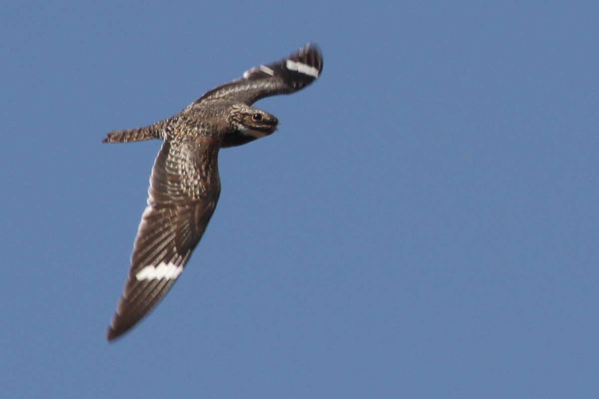 Common Nighthawk - Norman Barrett