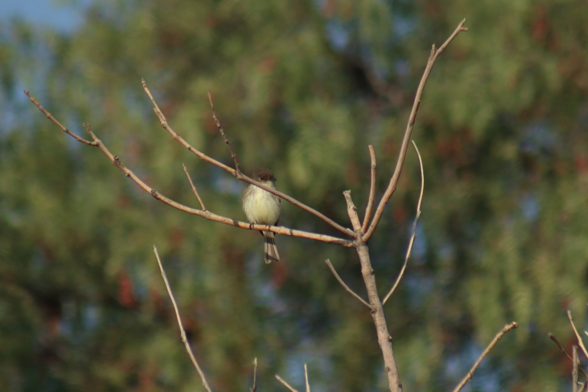 Eastern Phoebe - ML295736491