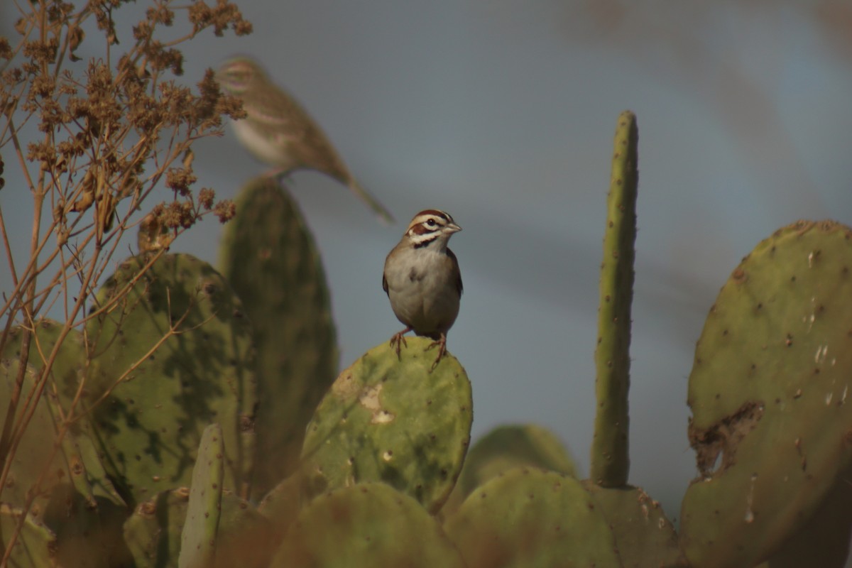 Lark Sparrow - ML295736531