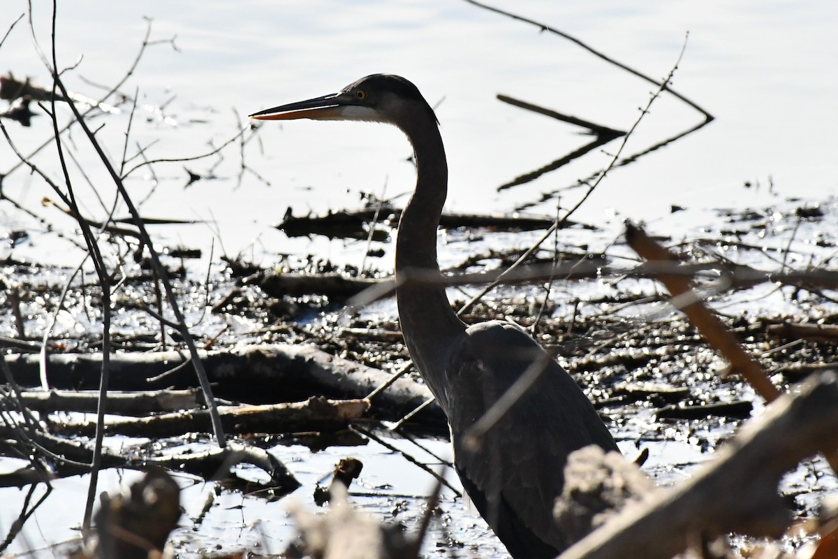 Great Blue Heron - ML295738691