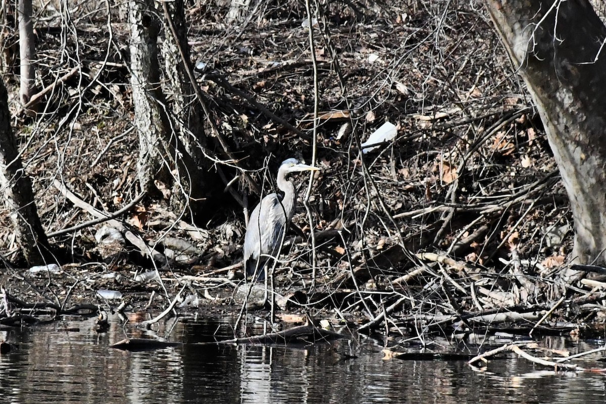 Great Blue Heron - ML295738731