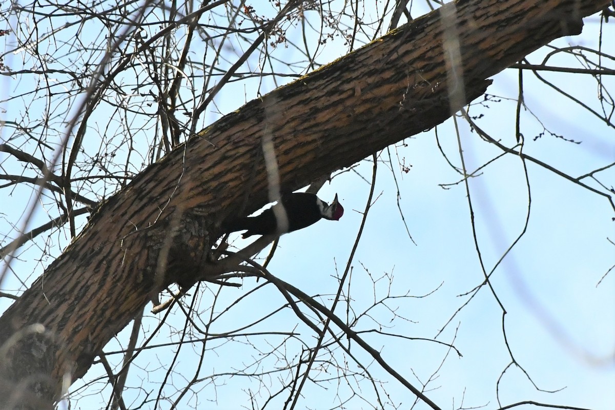 Pileated Woodpecker - ML295738911
