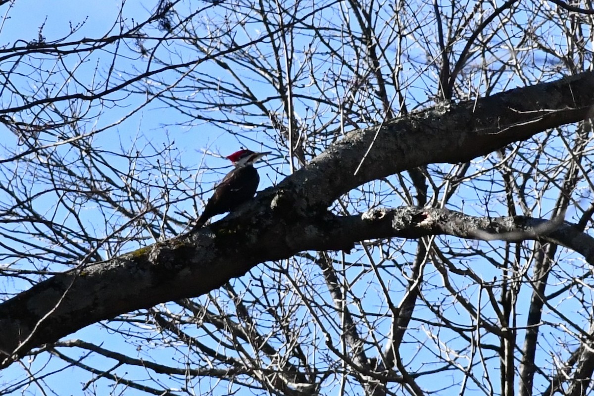 Pileated Woodpecker - ML295738971