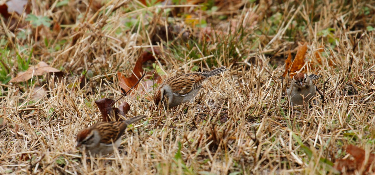 Chipping Sparrow - ML295739391