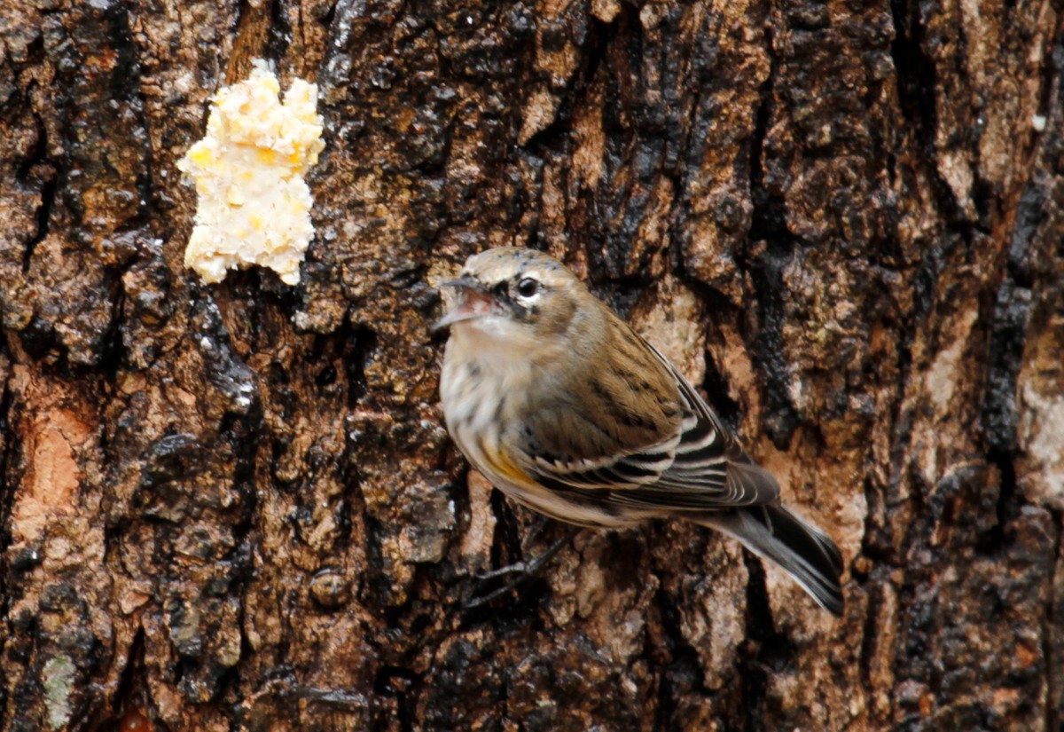 Yellow-rumped Warbler (Myrtle) - ML295739561