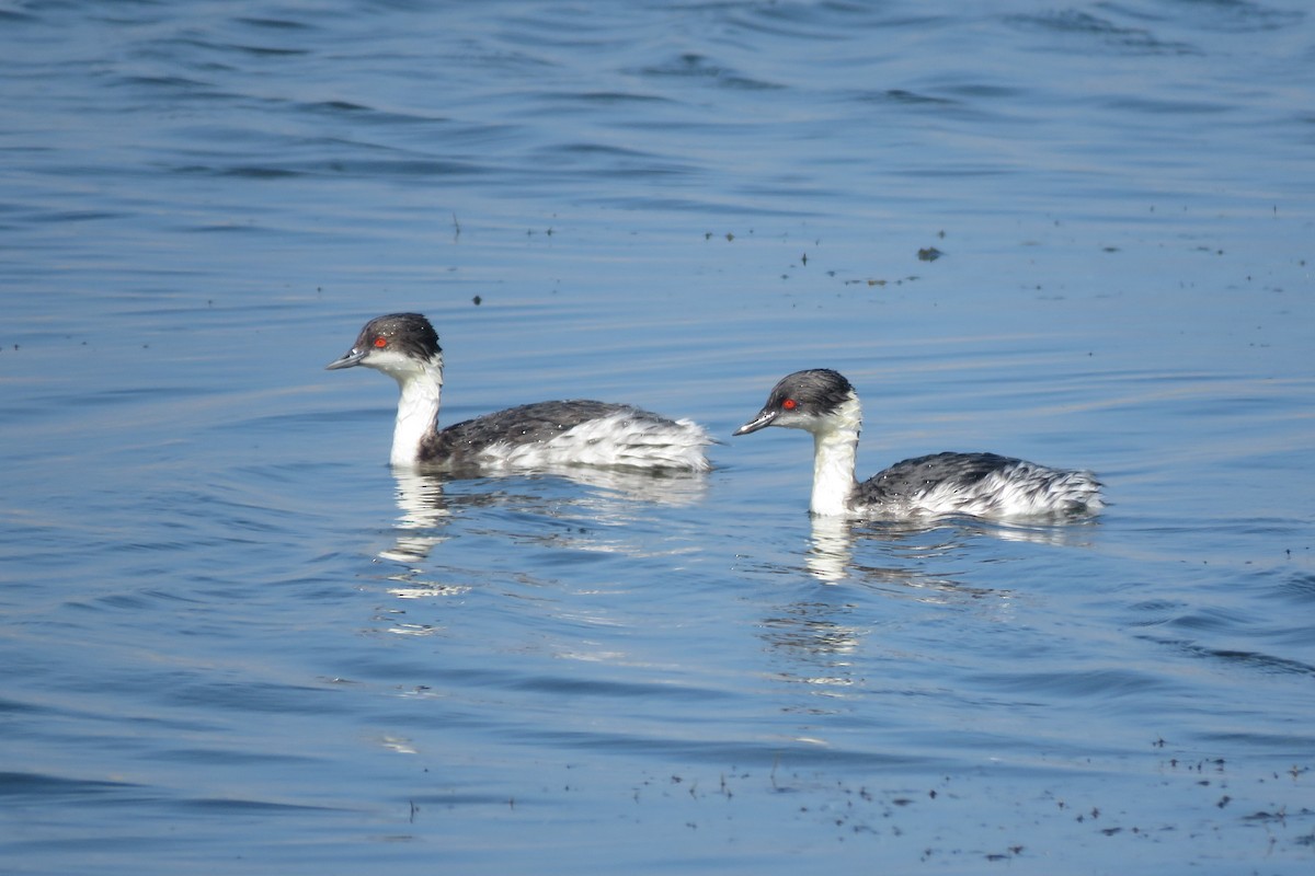 Silvery Grebe (Andean) - ML29574081