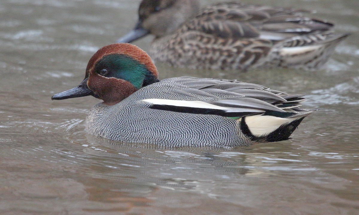 Green-winged Teal (Eurasian) - Charles Fitzpatrick