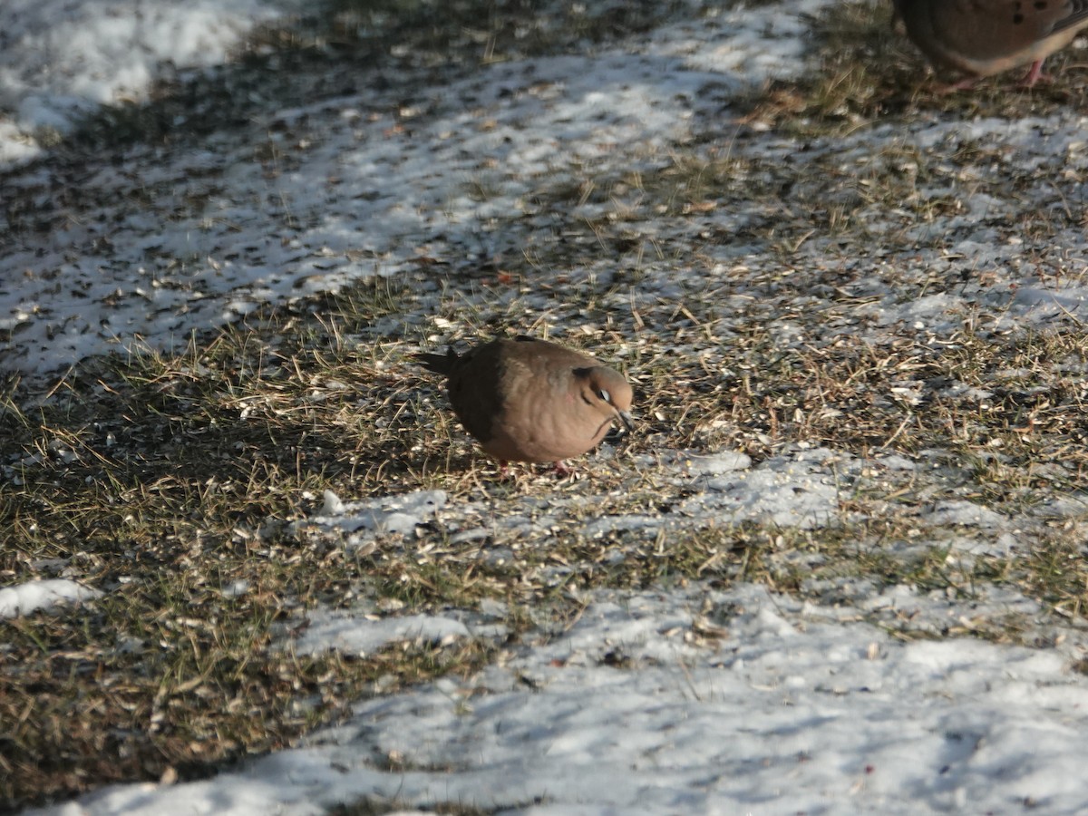 Mourning Dove - ML295742531