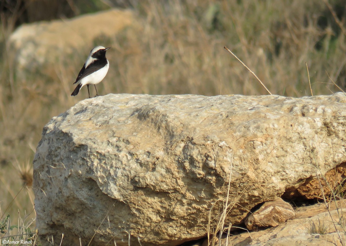 Finsch's Wheatear - Avner Rinot