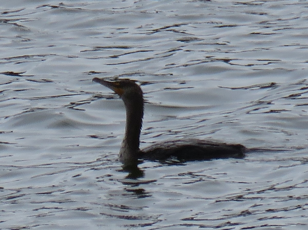 Double-crested Cormorant - ML29574321