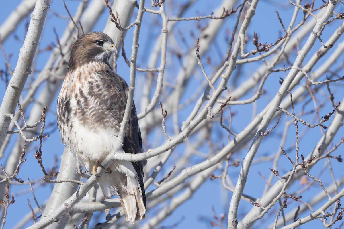 Red-tailed Hawk - ML295743331