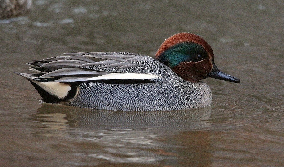 Green-winged Teal (Eurasian) - Charles Fitzpatrick