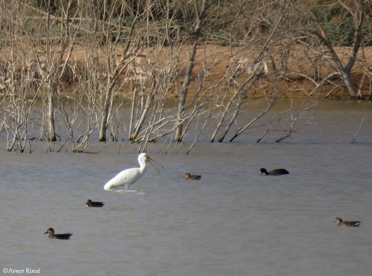 Spatola - ML295743921