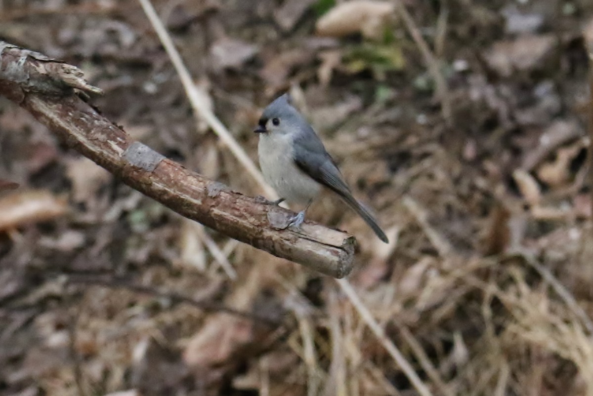 Tufted Titmouse - ML295743931