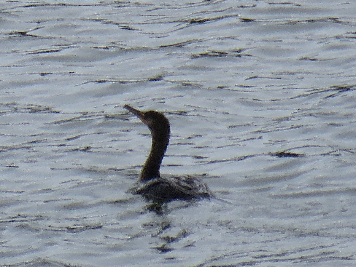 Double-crested Cormorant - ML29574411
