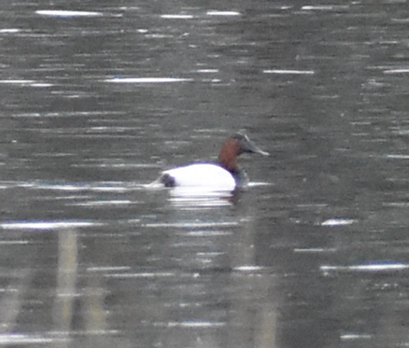 Canvasback - M. Rogers
