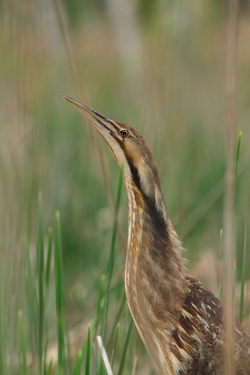 American Bittern - ML29574701
