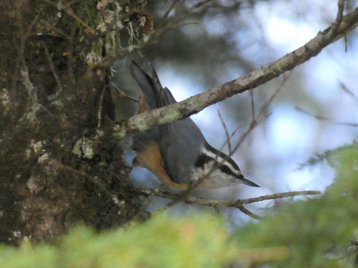 Red-breasted Nuthatch - ML295747911