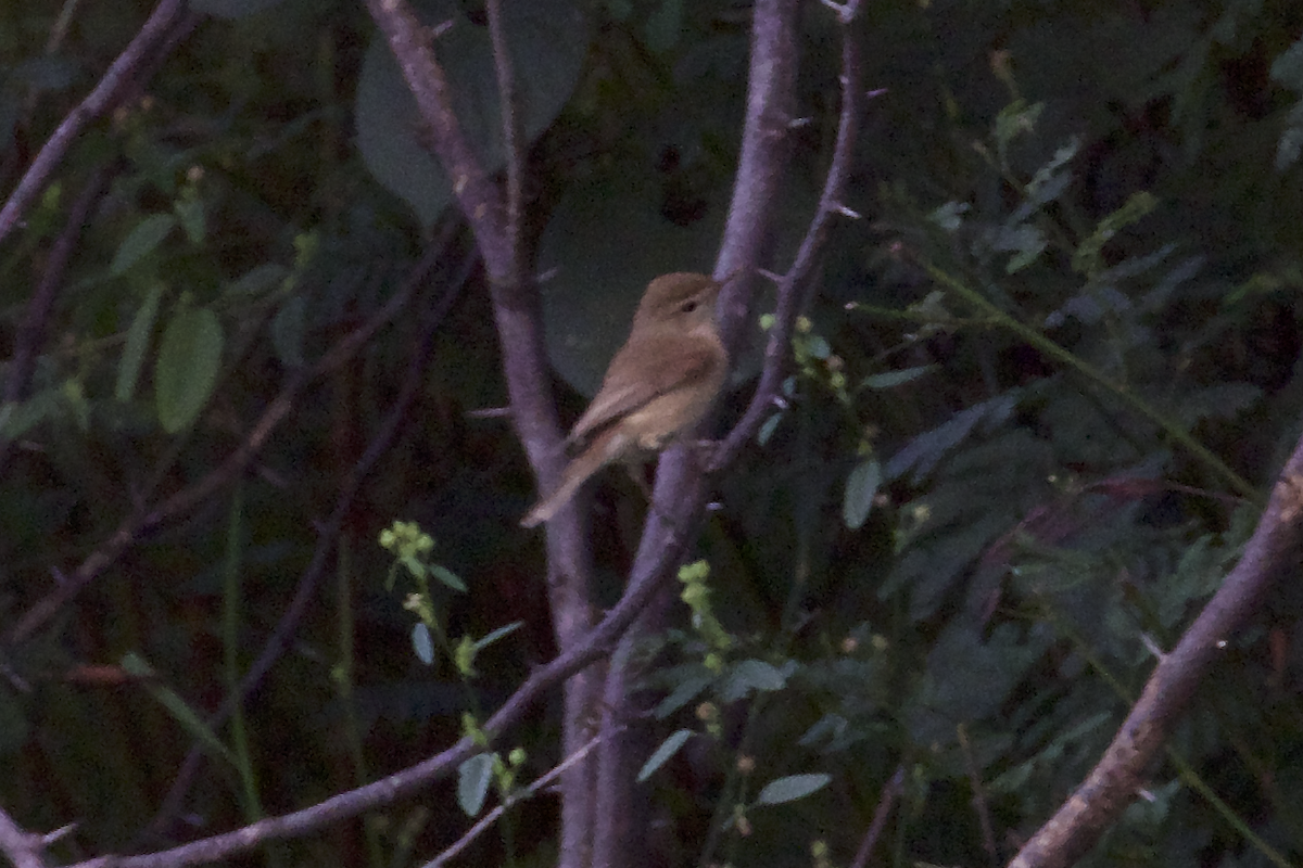 Booted Warbler - Suren Akkaraju