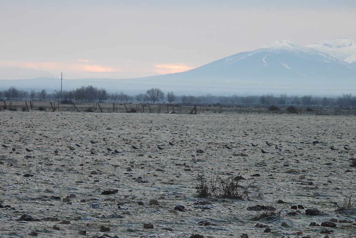 Чайка чубата - ML295752231