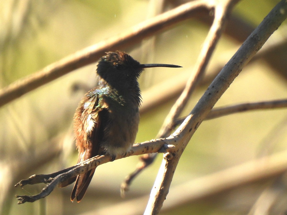 beryllkolibri - ML295753291