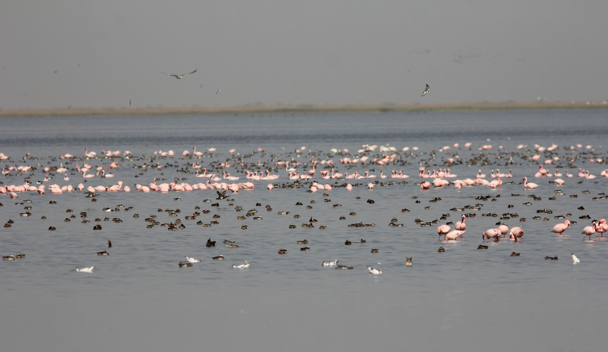 Lesser Flamingo - ML295754181