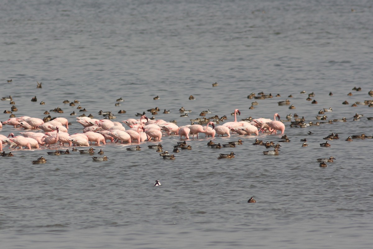 Lesser Flamingo - ML295754231