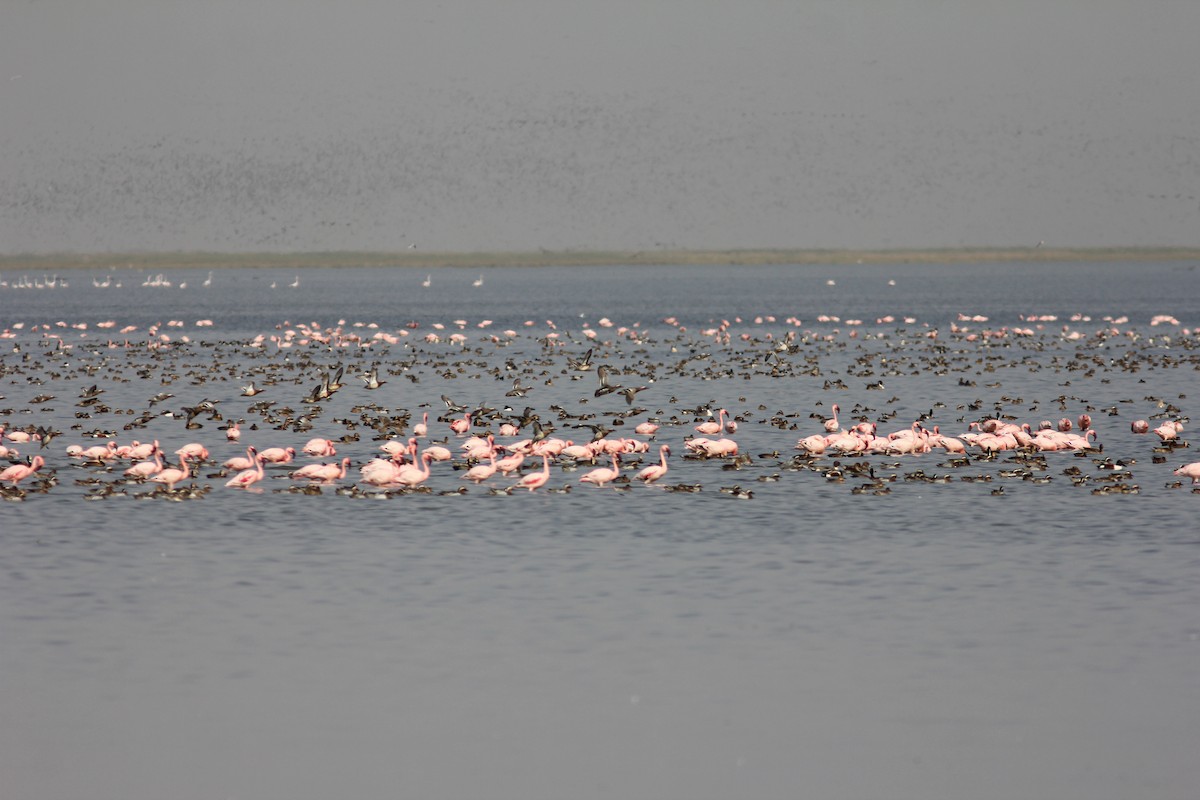 Lesser Flamingo - ML295754321