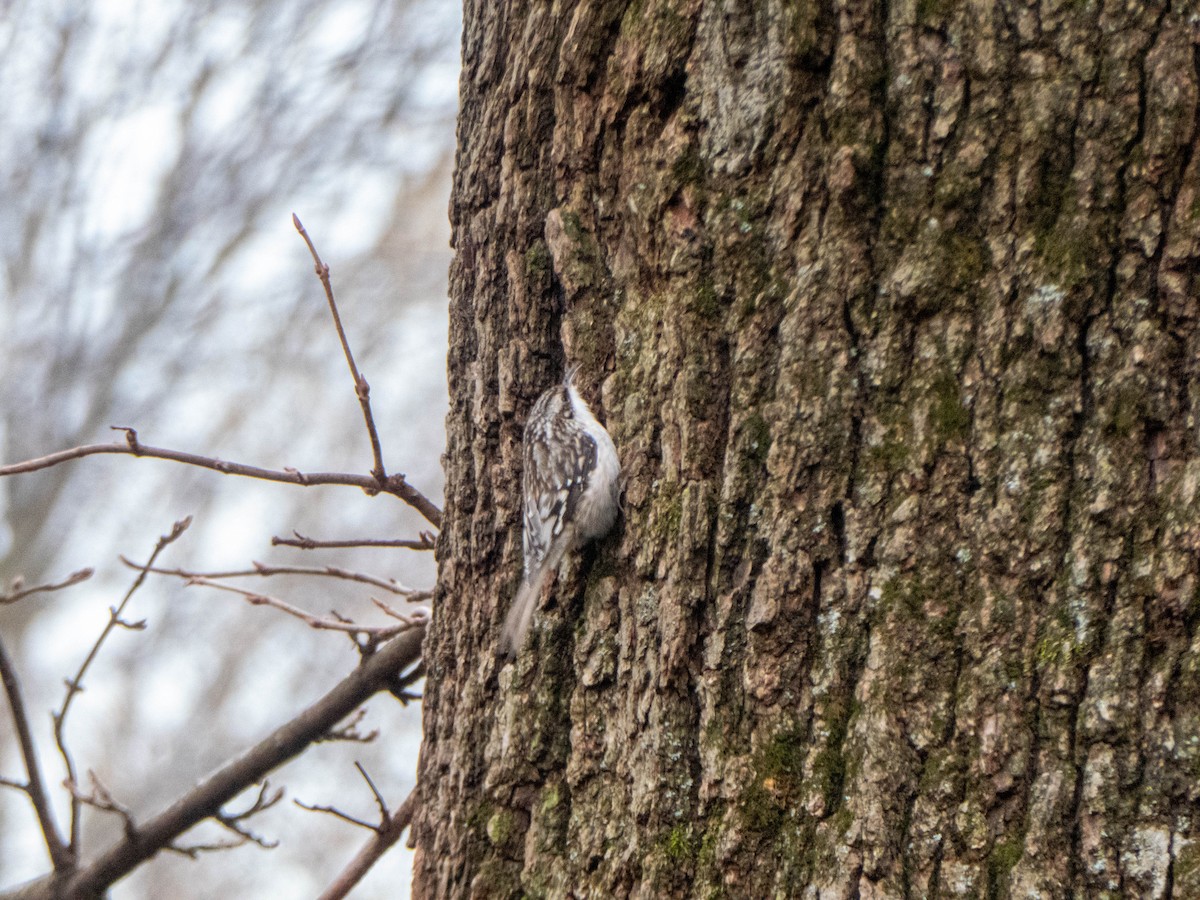 Brown Creeper - ML295755851