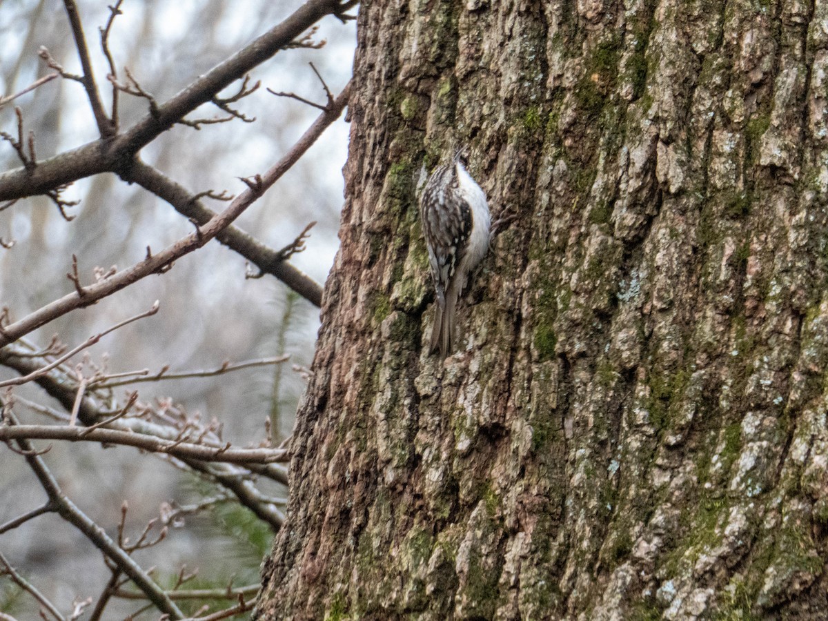 Brown Creeper - Briggan Krauss