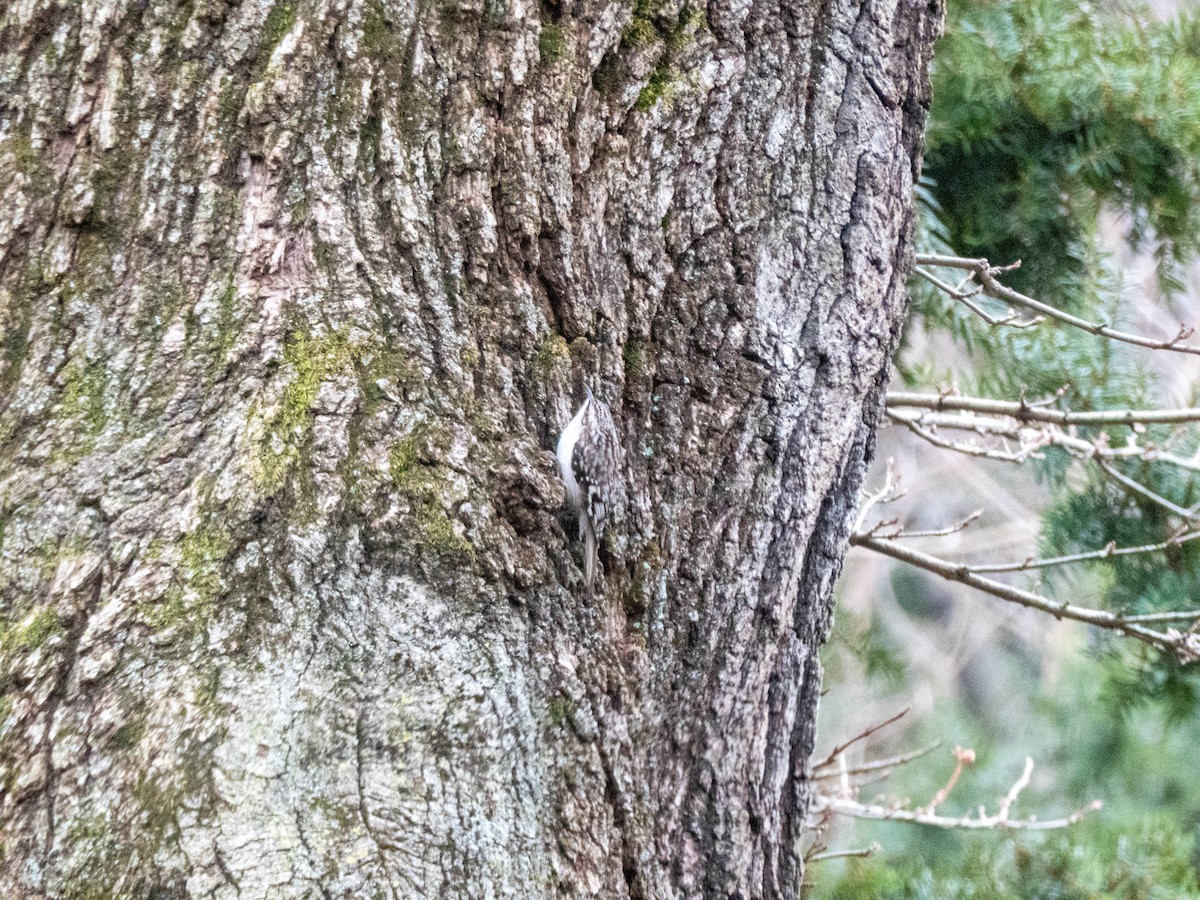 Brown Creeper - ML295755891