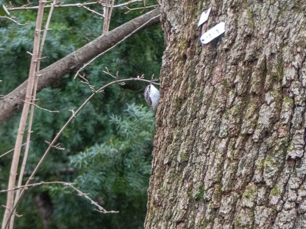 Brown Creeper - ML295755901