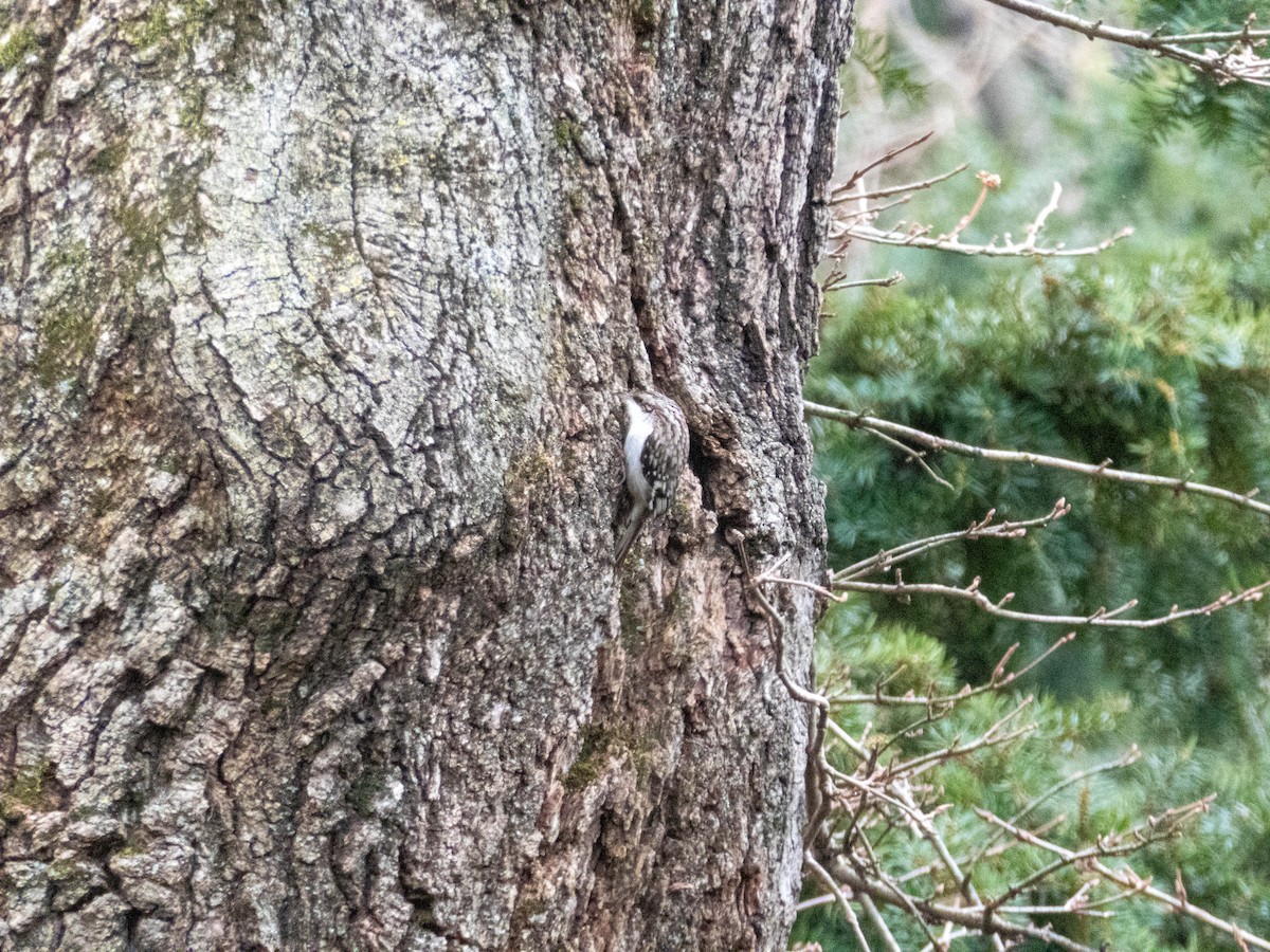 Brown Creeper - Briggan Krauss