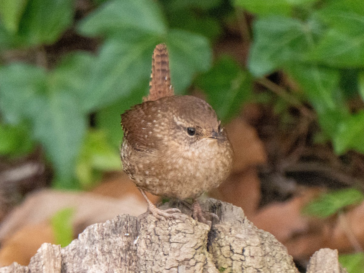 Troglodyte des forêts - ML295756031