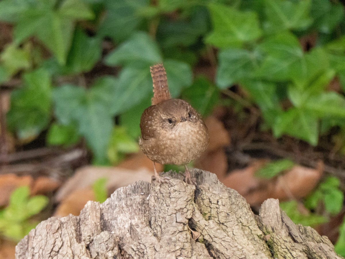 Troglodyte des forêts - ML295756061